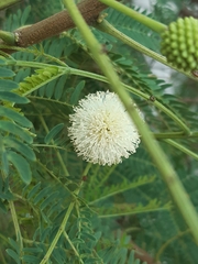 Leucaena leucocephala