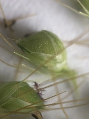 Setaria pumila