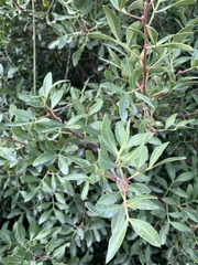 Pistacia lentiscus
