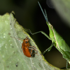 Aulacophora indica