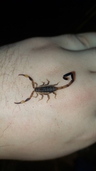 Reddyanus melanodactylus