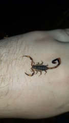 Reddyanus melanodactylus