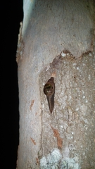 Stanisicarion freycineti