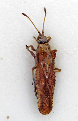 Tingidae