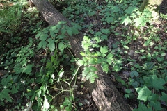 Actaea spicata