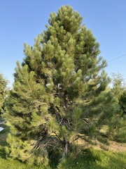 Pinus ponderosa