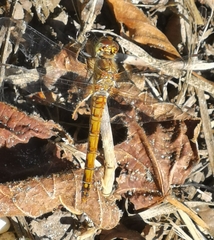 Sympetrum striolatum