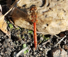 Sympetrum vulgatum