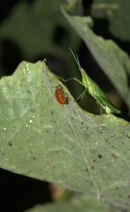 Aulacophora indica