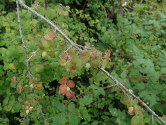 Symphoricarpos rotundifolius