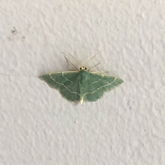 Chlorochlamys phyllinaria