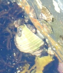 Neogastropoda