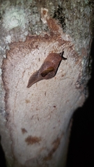 Stanisicarion freycineti