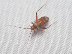 Phytocoris