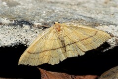 Cyclophora linearia