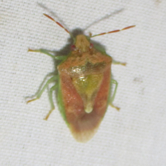 Banasa subcarnea