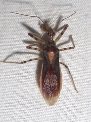 Castolus ferox