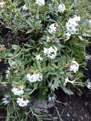 Lithospermum distichum