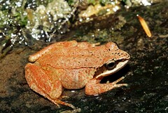 Rana pyrenaica
