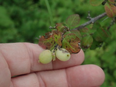 Symphoricarpos rotundifolius