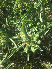 Euphorbia loricata