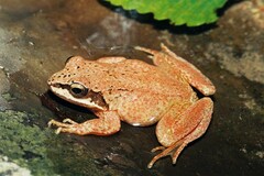 Rana pyrenaica