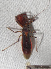 Castolus ferox
