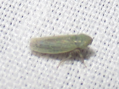 Laevicephalus