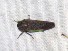 Hamana gelbata