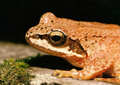Rana pyrenaica