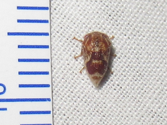 Xantholobus