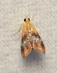 Glaphyriinae