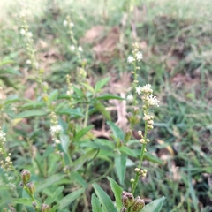 Croton bonplandianus