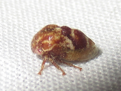 Xantholobus