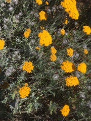Helichrysum dasyanthum