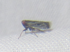 Deltocephalini