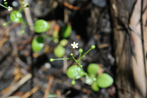 Samolus parviflorus (Samolus parviflorus)