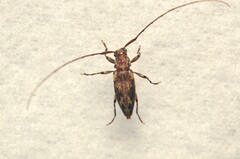 Acanthocinini
