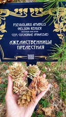 Pseudolarix amabilis