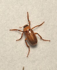 Phyllophaga