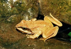 Rana pyrenaica
