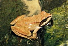 Rana pyrenaica