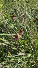 Echinacea
