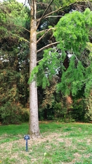 Pseudolarix amabilis