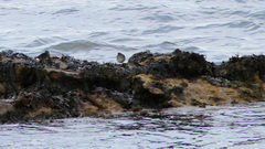 Calidris maritima