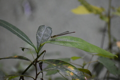 Ceriagrion coromandelianum