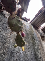 Opuntia stricta