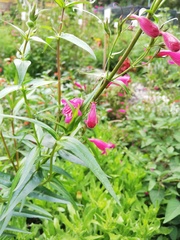 Penstemon roseus