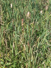 Typha latifolia