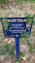 Pseudolarix amabilis